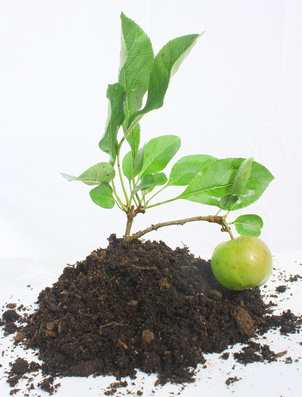 petit pommier dans terreau