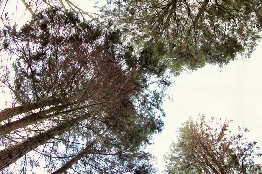 130111_IMG_3751_Snapseed