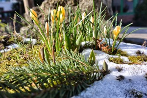 130315_krokus700