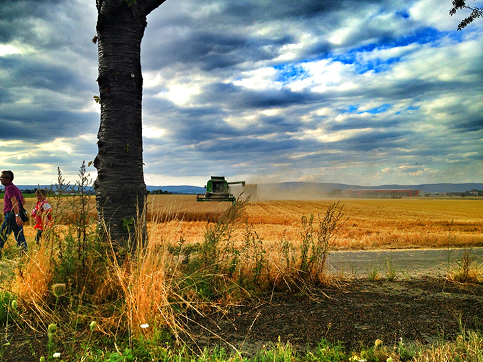 1308_mainz_700