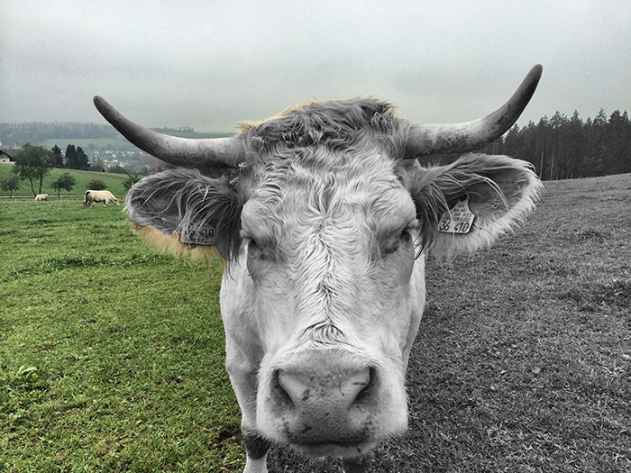 1401_kuh_700